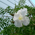 China Doll Plant - Radermachera sinica - Easy House Plant - 3.5" Pot