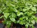 China Doll Plant - Radermachera sinica - Easy House Plant - 3.5" Pot