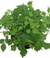 China Doll Plant - Radermachera sinica - Easy House Plant - 3.5" Pot