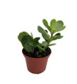 Trailing Jade Plant - Senecio jacobsenii - 2.5" Pot Trailing Jade Plant - Senecio jacobsenii - 2.5" Pot