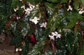 Concord Black Begonia Plant - 2.5" Pot - Terrarium/Fairy Garden/House Plant