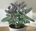 Vertical Leaf Succulent Plant - Senecio crassissimus -Easy House Plant- 2.5" Pot