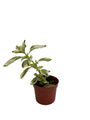 Variegated Vicks Swedish Ivy Plant - Plectranthus neochilus variegated -2.5" Pot