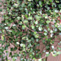 Biblical Angel Vine - Muehlenbeckia -6" Hanging Basket