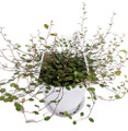 Biblical Angel Vine - Muehlenbeckia -6" Hanging Basket