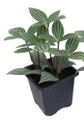 Parallel Peperomia puteolata - 2.5" Pot