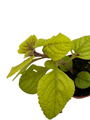 Golden Lemon Swedish Ivy Plant - Plectranthus - 2.5" Pot