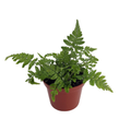Rare Korean Rock Fern - Polystichum tsussimense - Indoors or Out - 2.5" Pot
