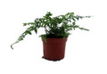 Rare Korean Rock Fern - Polystichum tsussimense - Indoors or Out - 2.5" Pot