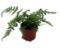 Rare Korean Rock Fern - Polystichum tsussimense - Indoors or Out - 2.5" Pot