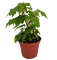 Tweedle Dee Begonia Plant - 2.5" Pot - Terrarium/Fairy Garden/Houseplant/Bonsai