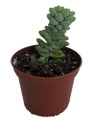 Burro's Tail Succulent - 2.5" Pot - Sedum morganianum