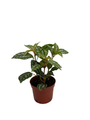 Hirt's Aluminum Plant - Pilea cadierei - Showy House Plant - 2.5" Pot