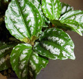 Hirt's Aluminum Plant - Pilea cadierei - Showy House Plant - 2.5" Pot