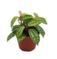 Hirt's Aluminum Plant - Pilea cadierei - Showy House Plant - 2.5" Pot