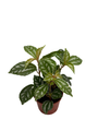 Hirt's Aluminum Plant - Pilea cadierei - Showy House Plant - 2.5" Pot