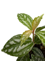 Hirt's Aluminum Plant - Pilea cadierei - Showy House Plant - 2.5" Pot