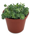 Corsican Blue Tears Sedum - Sedum dasyphyllum  - Indoors or Out - 2.5" Pot