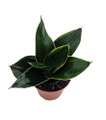 Emerald Star Snake Plant - Sansevieria - Almost Impossible to Kill - 3.7" Pot