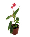 Heirloom Pink Angel Wing Begonia dietrichiana - 2.5" Pot - Great House Plant