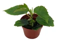 Heirloom Pink Angel Wing Begonia dietrichiana - 2.5" Pot - Great House Plant
