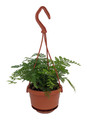 Rare Black Rabbit's Foot Fern - 4" Mini Hanging Basket - Davallia trichomanoides
