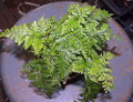 Rare Black Rabbit's Foot Fern - 4" Mini Hanging Basket - Davallia trichomanoides