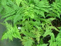 Rare Black Rabbit's Foot Fern - 4" Mini Hanging Basket - Davallia trichomanoides