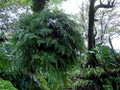 Rare Black Rabbit's Foot Fern - 4" Mini Hanging Basket - Davallia trichomanoides