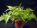Rare Black Rabbit's Foot Fern - 4" Mini Hanging Basket - Davallia trichomanoides