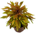 Lion's Mane Mini Copper Plant - Solenostemon  - Fiery House Plant - 2.5" Pot