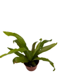 Japanese Bird's Nest Fern - 2.5" Pot - Asplenium