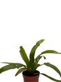 Japanese Bird's Nest Fern - 2.5" Pot - Asplenium