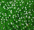 Irish Moss - Sagina Subulata - House Plant or Very Hardy Groundcover - 2.5" Pot