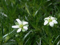 Irish Moss - Sagina Subulata - House Plant or Very Hardy Groundcover - 2.5" Pot