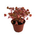 Coppertones Shamrock Plant - Oxalis -Indoors/Out - 2.5" Pot