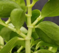 Rare Bamboo Stalks Peperomia  2.5" Pot - Collector's Series