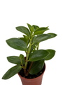 Rare Bamboo Stalks Peperomia  2.5" Pot - Collector's Series