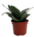 Forest Star Snake Plant - Sansevieria - Almost Impossible to Kill - 3.7" Pot