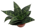 Forest Star Snake Plant - Sansevieria - Almost Impossible to Kill - 3.7" Pot