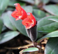 Creme & Green Lipstick Plant - 6" Hanging Pot - Aeschynanthus - Easy House Plant