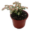 Snow Capped Artillery Plant - Pilea microphylla - Rare - 3.7" Pot