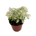 Snow Capped Artillery Plant - Pilea microphylla - Rare - 3.7" Pot