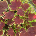 Exotic Heirloom Vancouver Centennial Geranium - Inside/Out - 3.75" Pot