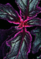 Purple Passion Plant - 4" Mini Hanging Basket - EROTIC - Gynura