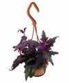 Purple Passion Plant - 4" Mini Hanging Basket - EROTIC - Gynura