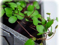 Biblical Angel Vine - Muehlenbeckia -Houseplant/Terrarium/Fairy Garden-3.7" Pot