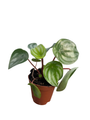 Watermelon Peperomia 2" Pot