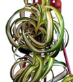 Bonnie Curly Spider Plant - Easy Clean Air Plant - 3.75" Pot