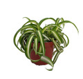 Bonnie Curly Spider Plant - Easy Clean Air Plant - 3.75" Pot